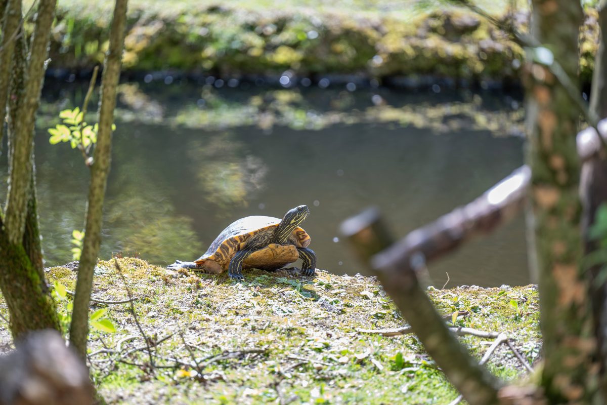 Dieser Zoo in NRW kann kaum glauben, was dort im Gehege geschehen ist!