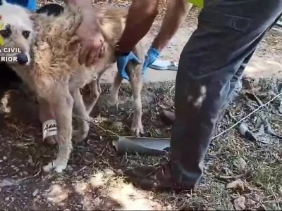 Mallorca: Deutscher lässt Hunde elendig verhungern – doch es kommt noch schlimmer!