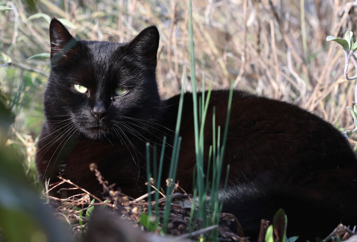 Das Tierheim Essen machte auf seiner Facebook-Seite auf ein trauriges Schicksal einer Katze aufmerksam. (Symbolbild)