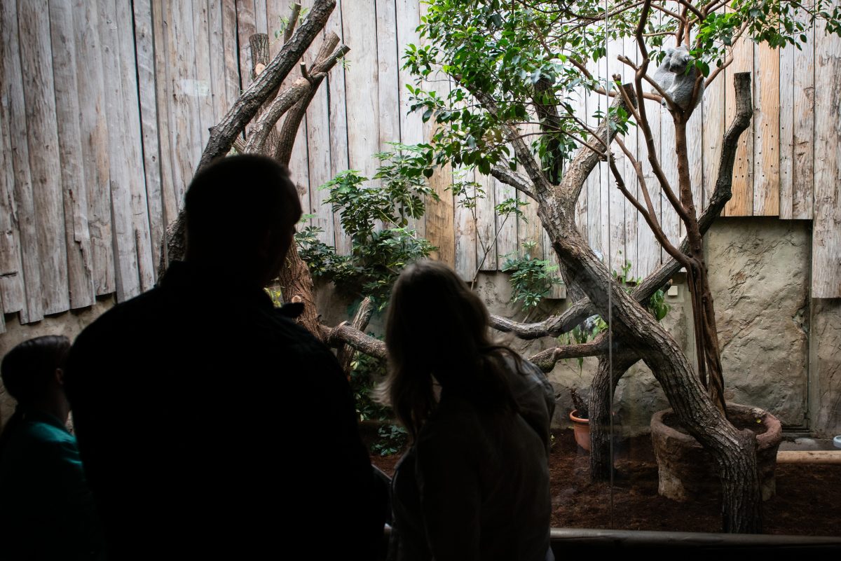 Neben zahlreichen Tieren hat der Zoo Duisburg auch ein besonderes Angebot zu bieten. (Symbolfoto)