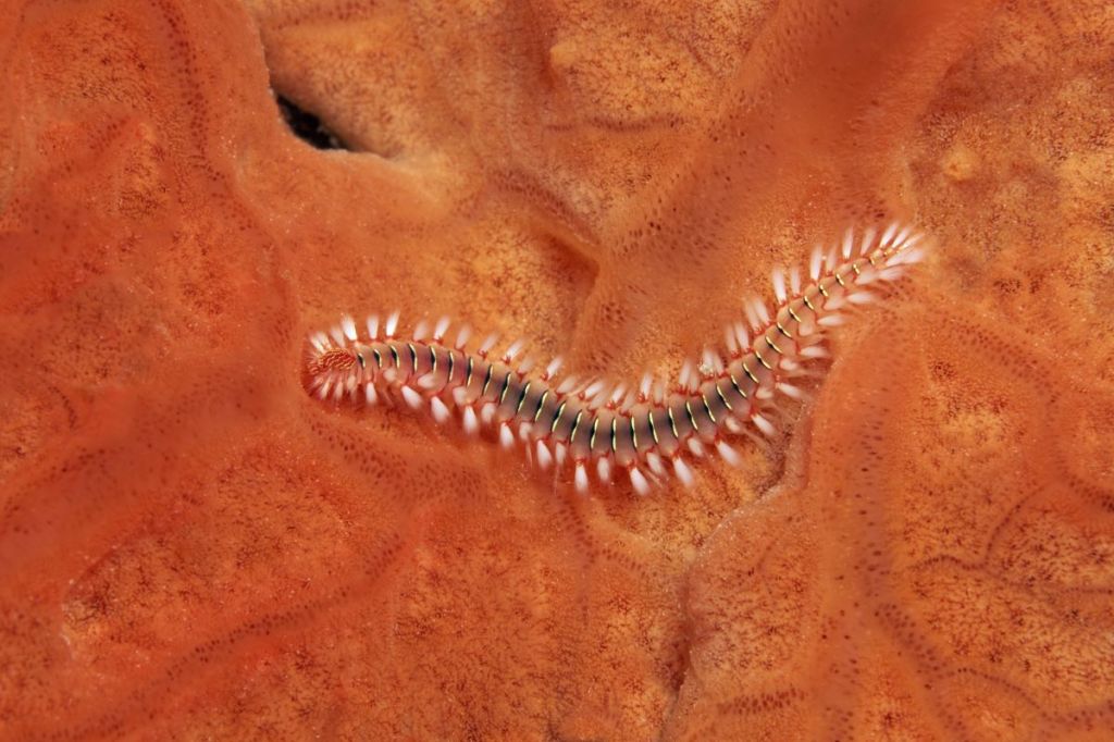 Die perfiden Feuerwürmer treiben sich am Mittelmeer herum.