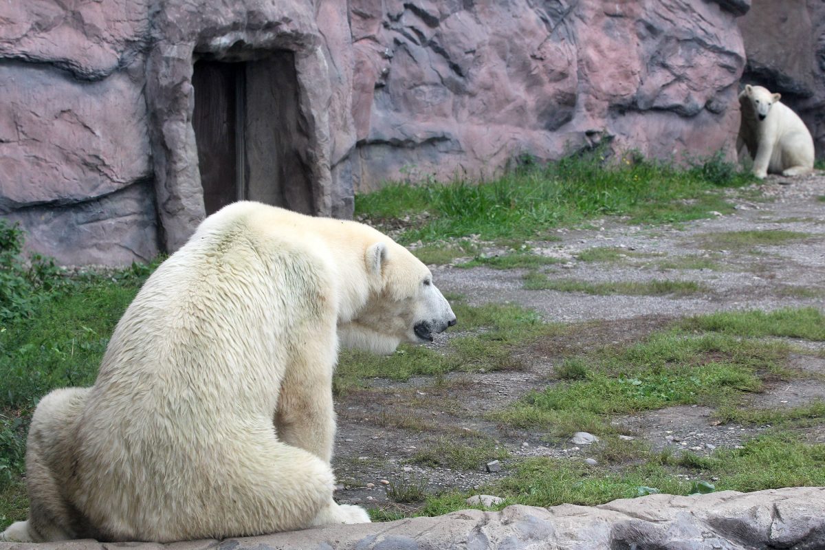 Im Alaska-Bereich der Zoom Gelsenkirchen gibt es eine Neuheit für Bill und Lara!