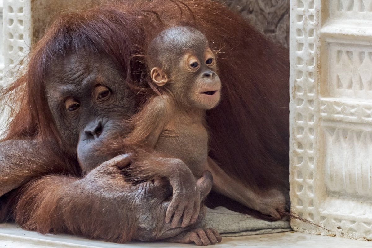 Zoo Dortmund: Irre Szenen im Gehege.