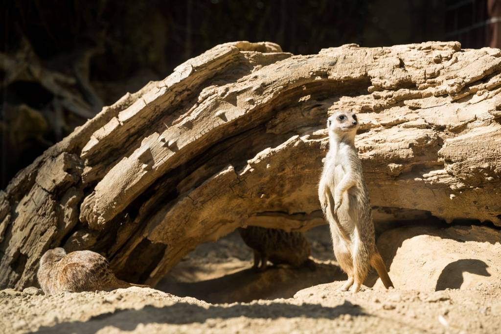 Erdmännchen