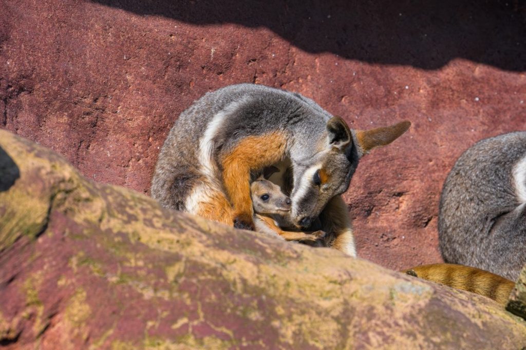 Zoo Duisburg