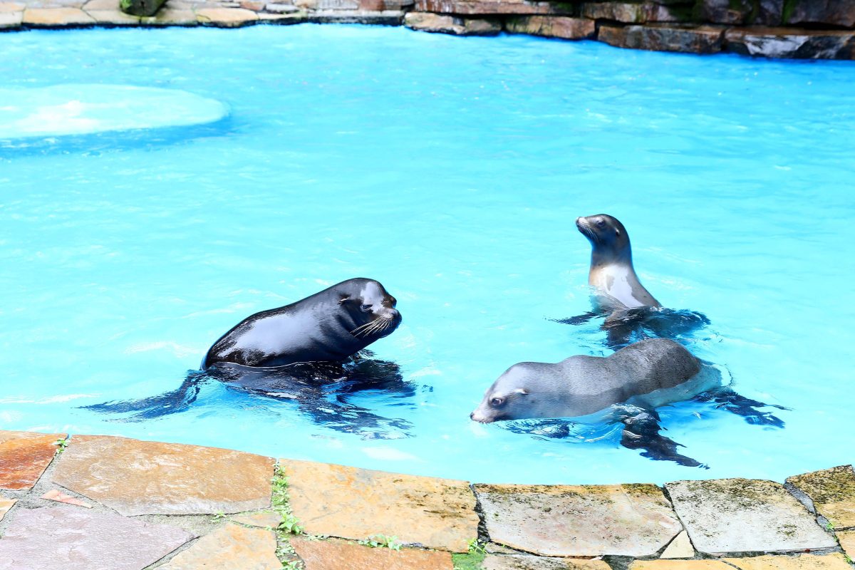 Der Zoo Dortmund baut seit über drei Jahren an einer neuen Anlage für die Robben. (Archivfoto)