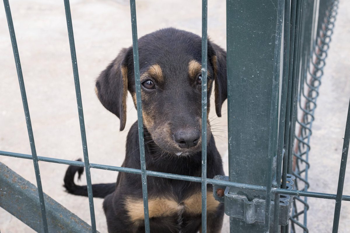Ein Hund leidet in einem Tierheim in NRW. (Symbolfoto)