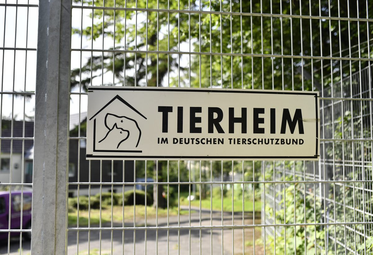 Tierheim: NRW