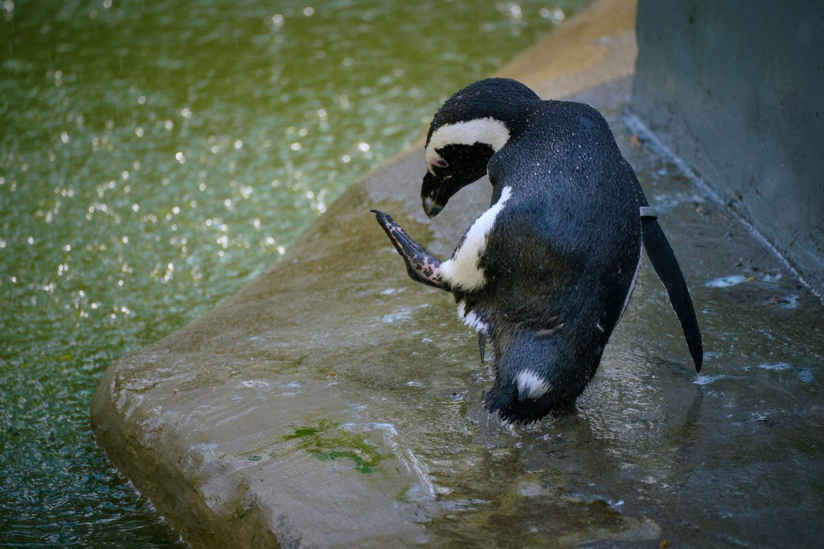 Zoo NRW: Pinguin