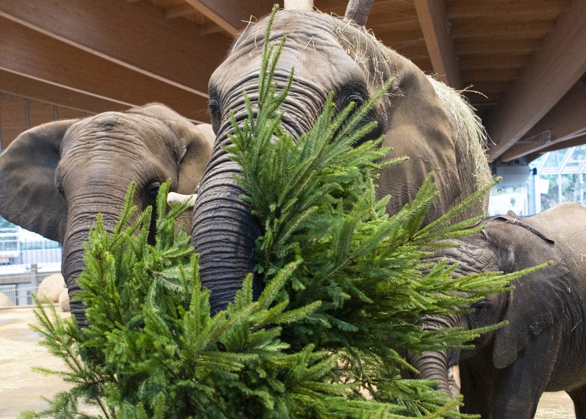 Weihnachtsstimmung im Zoo Wuppertal in NRW! (Archivfoto)