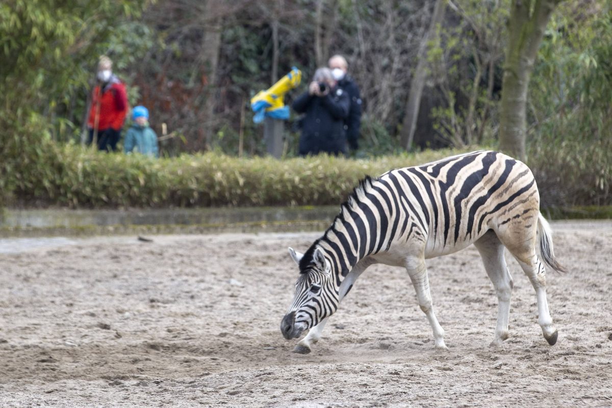 Zebra im Zoo Duisburg