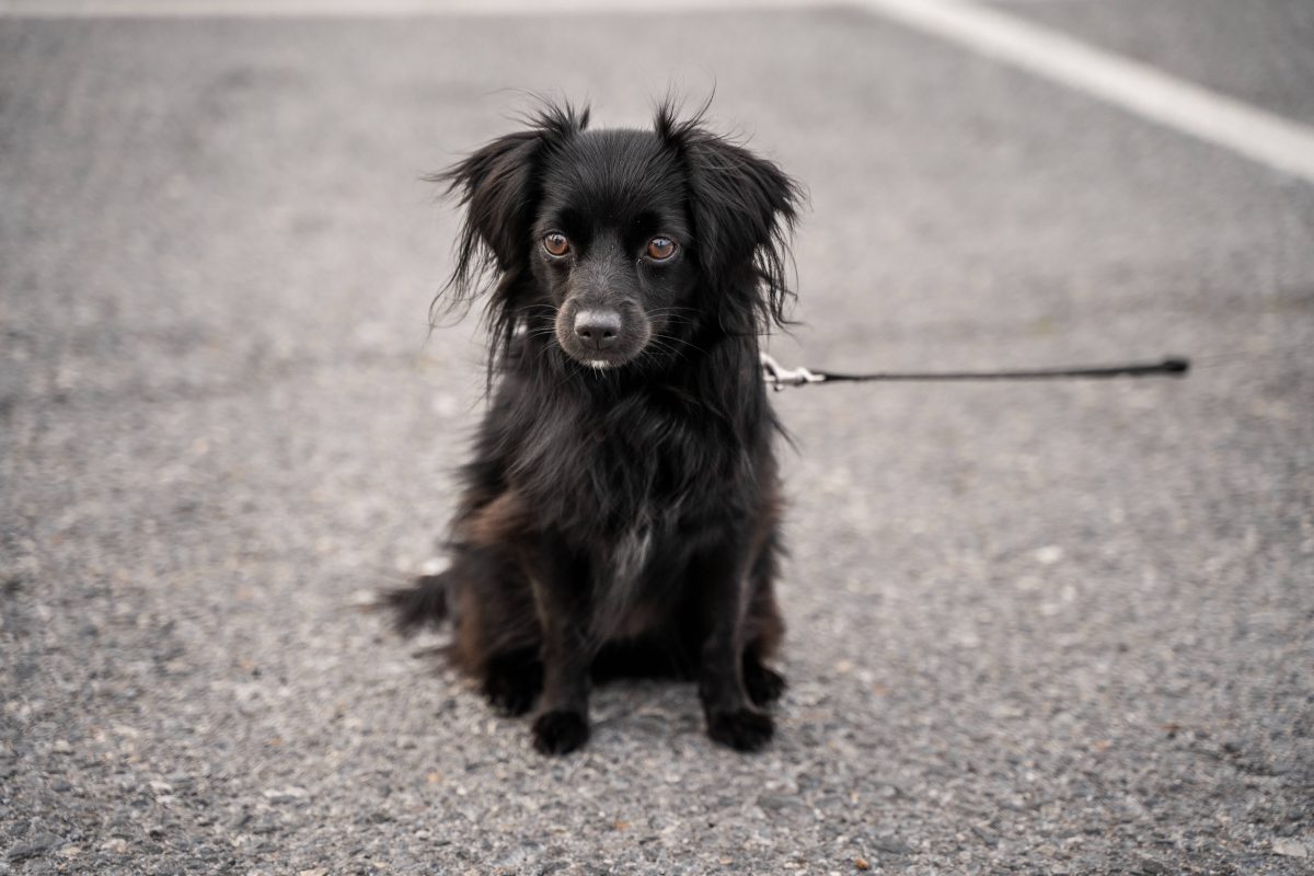 In Gelsenkirchen wurde ein Hund auf offener StraÃŸe gefunden.