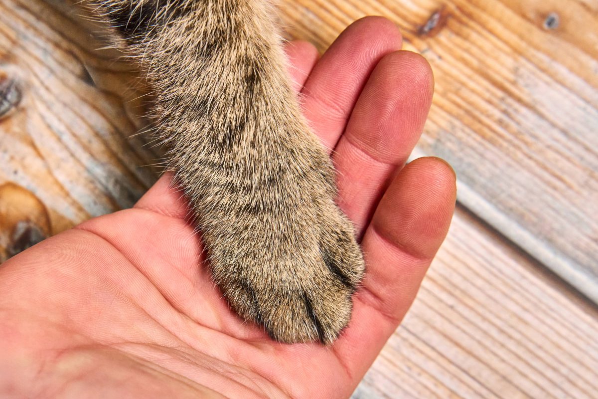 Tierheim in NRW: Spende