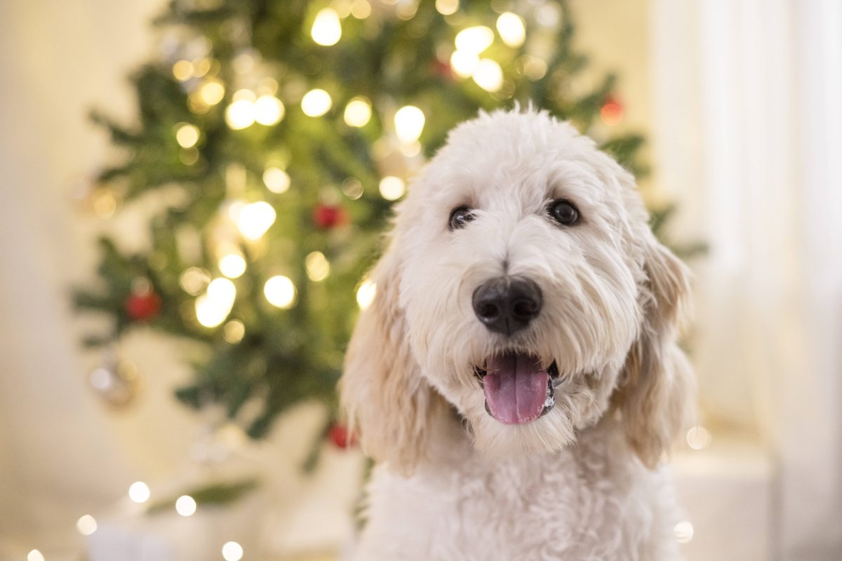 Hund Weihnachtsbaum (Symbolbild)