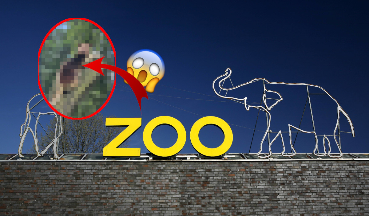 Zoo Duisburg - Tier tot