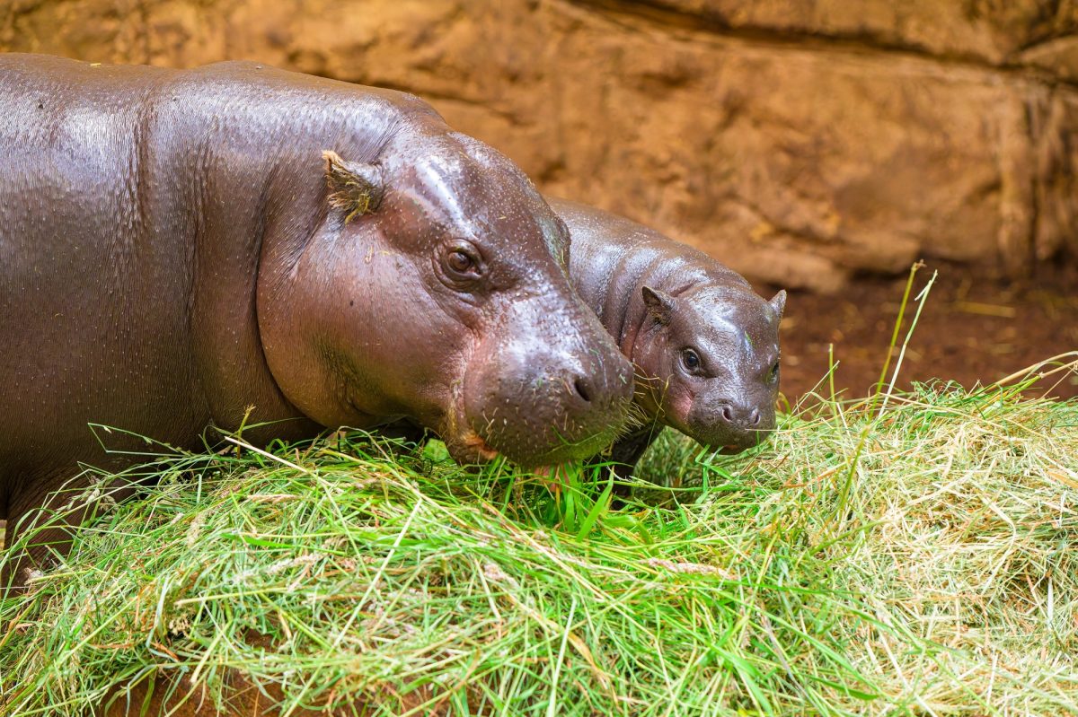 Zoo Duisburg: Zwergflusspferdhaus