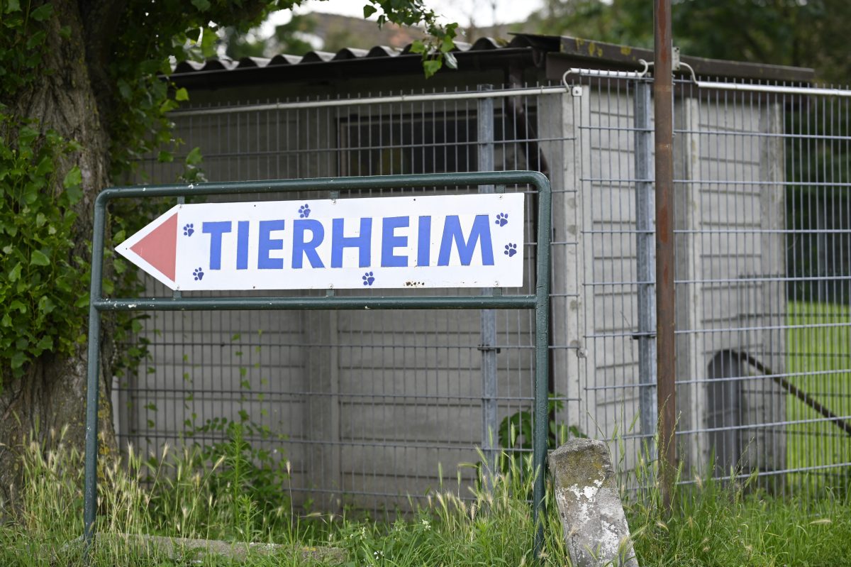 Das Tierheim Moers in NRW musste gleich mehrere schlimmer Verluste verkraften. Und findet klare Worte in Richtung derjenigen, die sie dafür in der Verantwortung sehen.