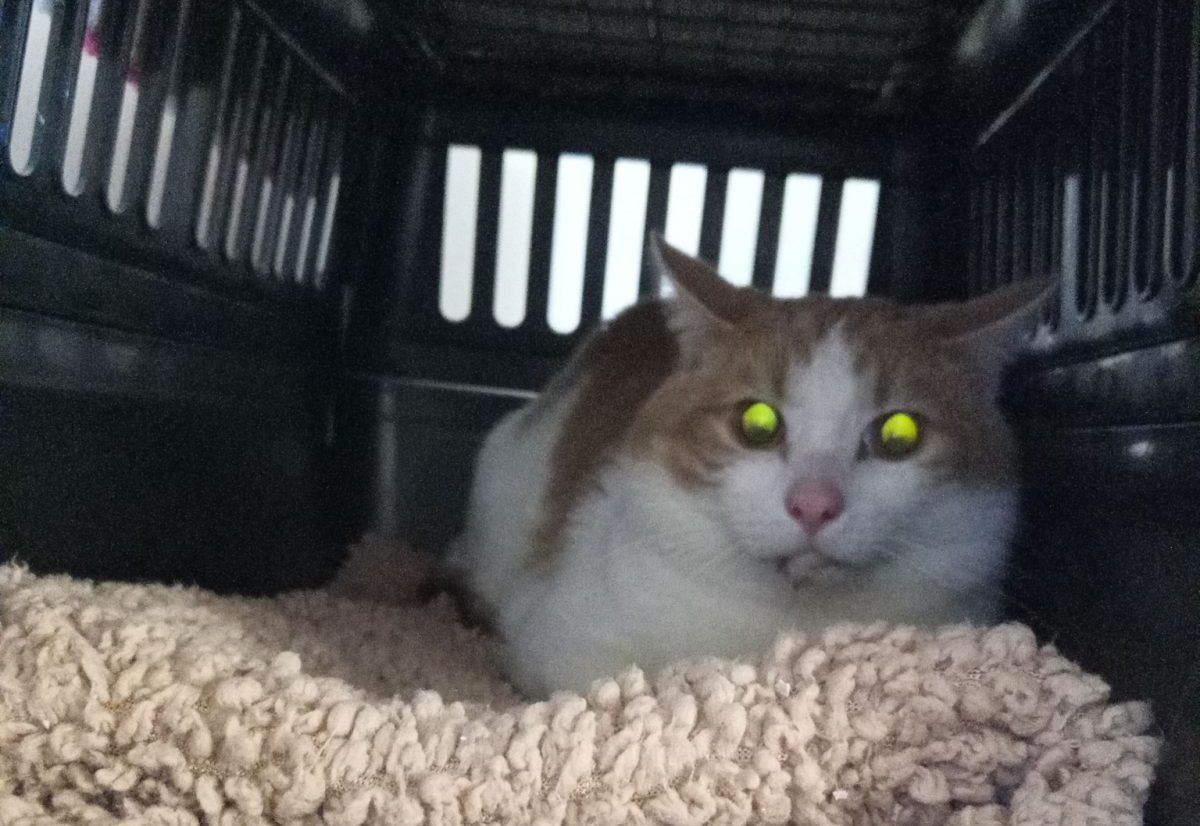 Im Tierheim in NRW wurde ein Kater abgegeben. Der Fall erschüttert.