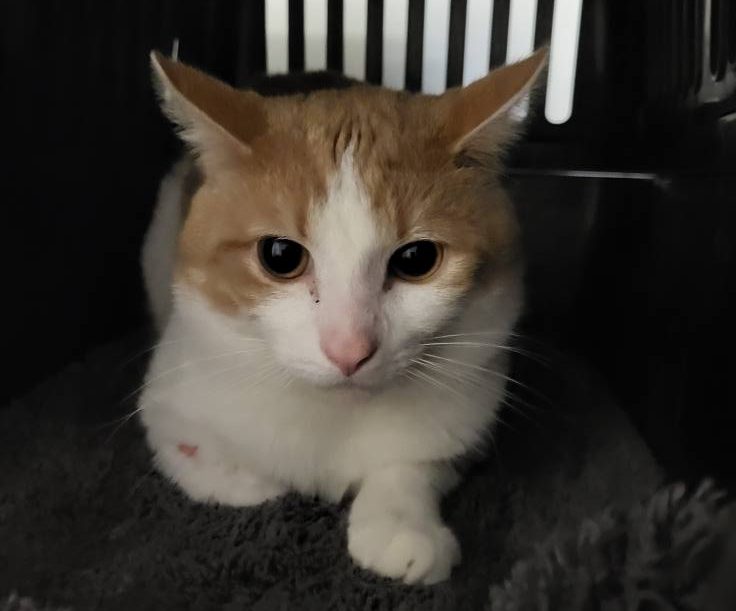 Katze Milan aus dem Tierheim Köln-Zollstock