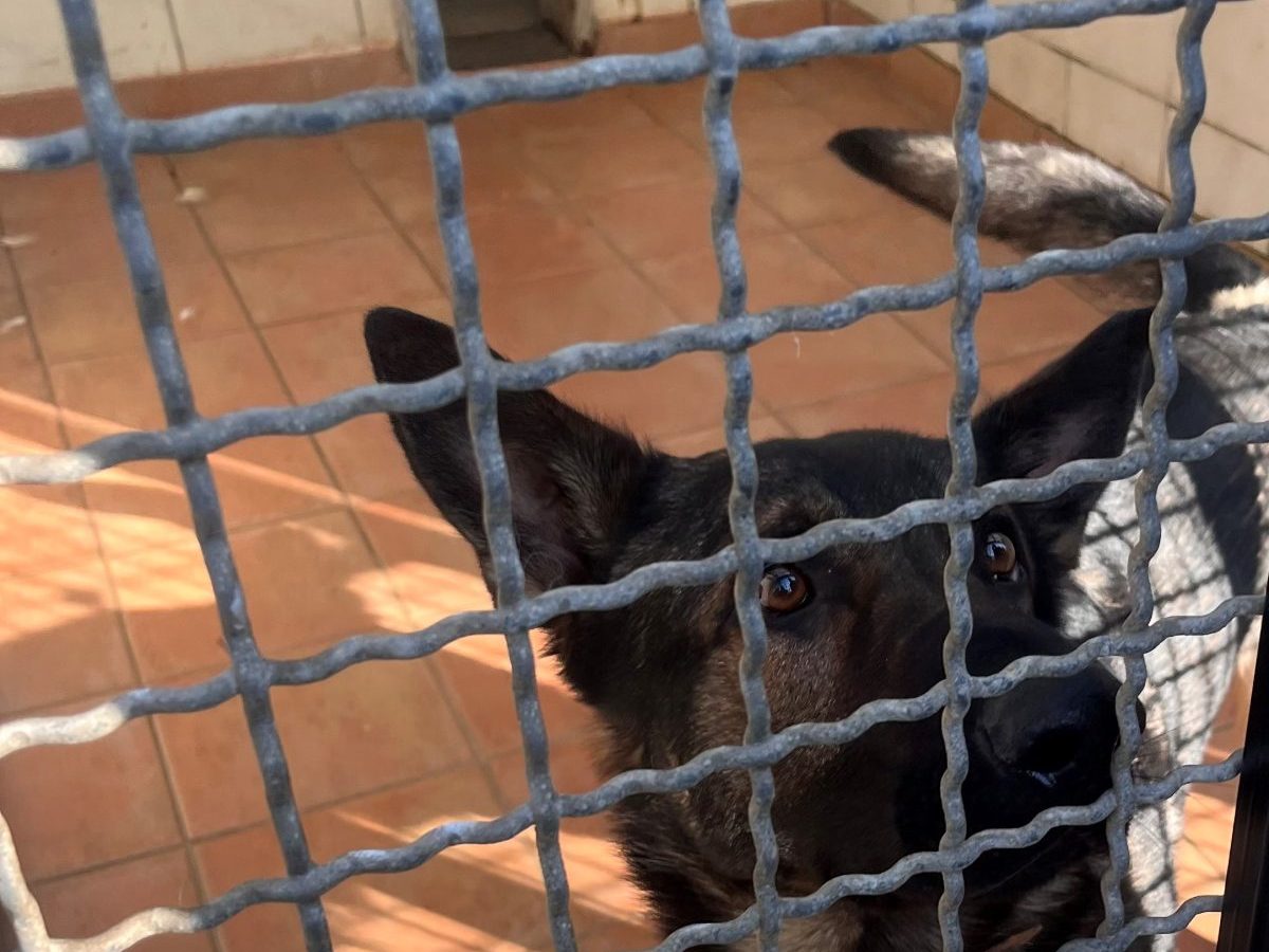 Hund Schröder aus dem Tierheim Köln Dellbrück wartet auf ein neues Zuhause.