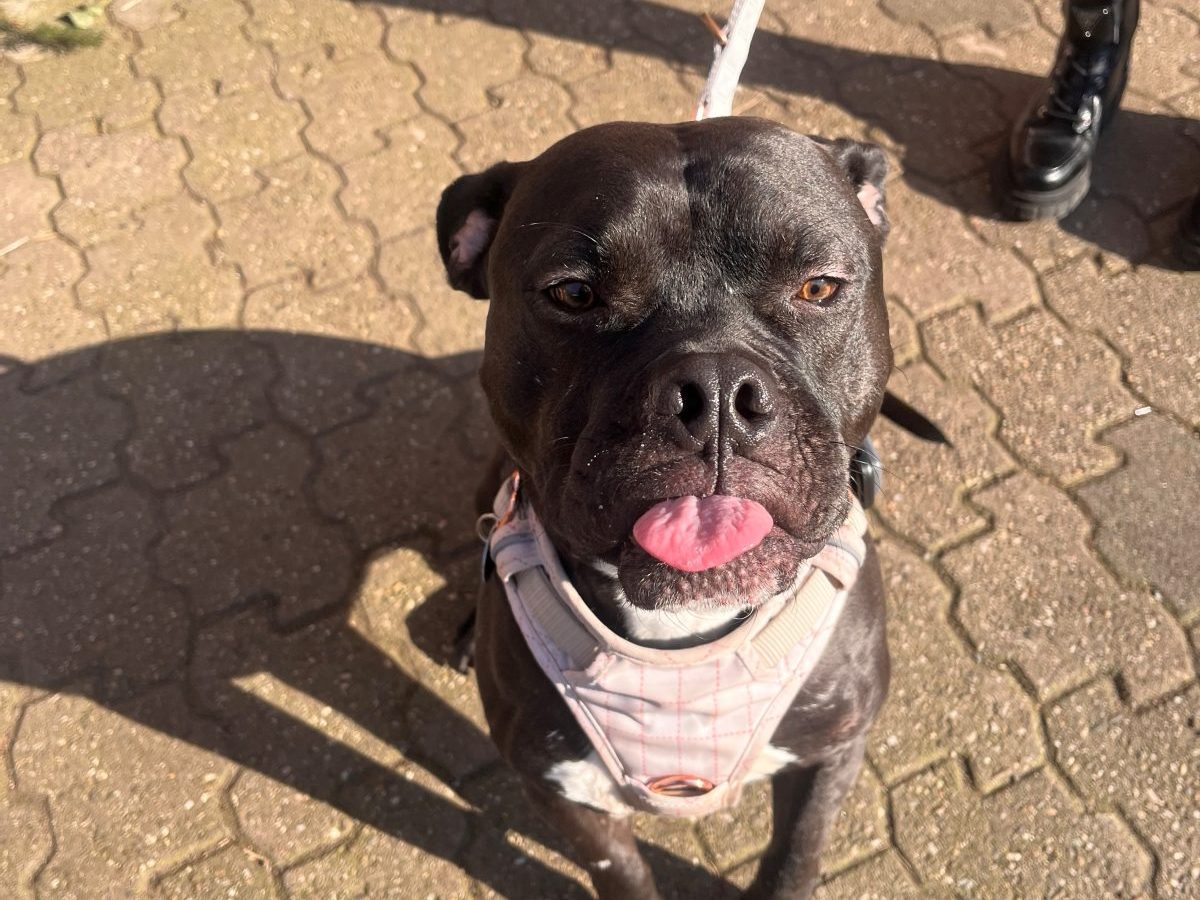 Hund Blacky kehrte nun ins Tierheim NRW zurück. Seine Reaktion rührt zu Tränen.