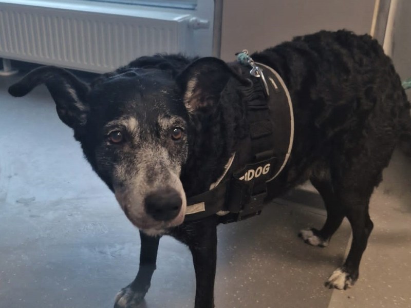NRW: Mann bindet Hund vor Laden an – als er zurückkommt, trifft ihn der Schlag