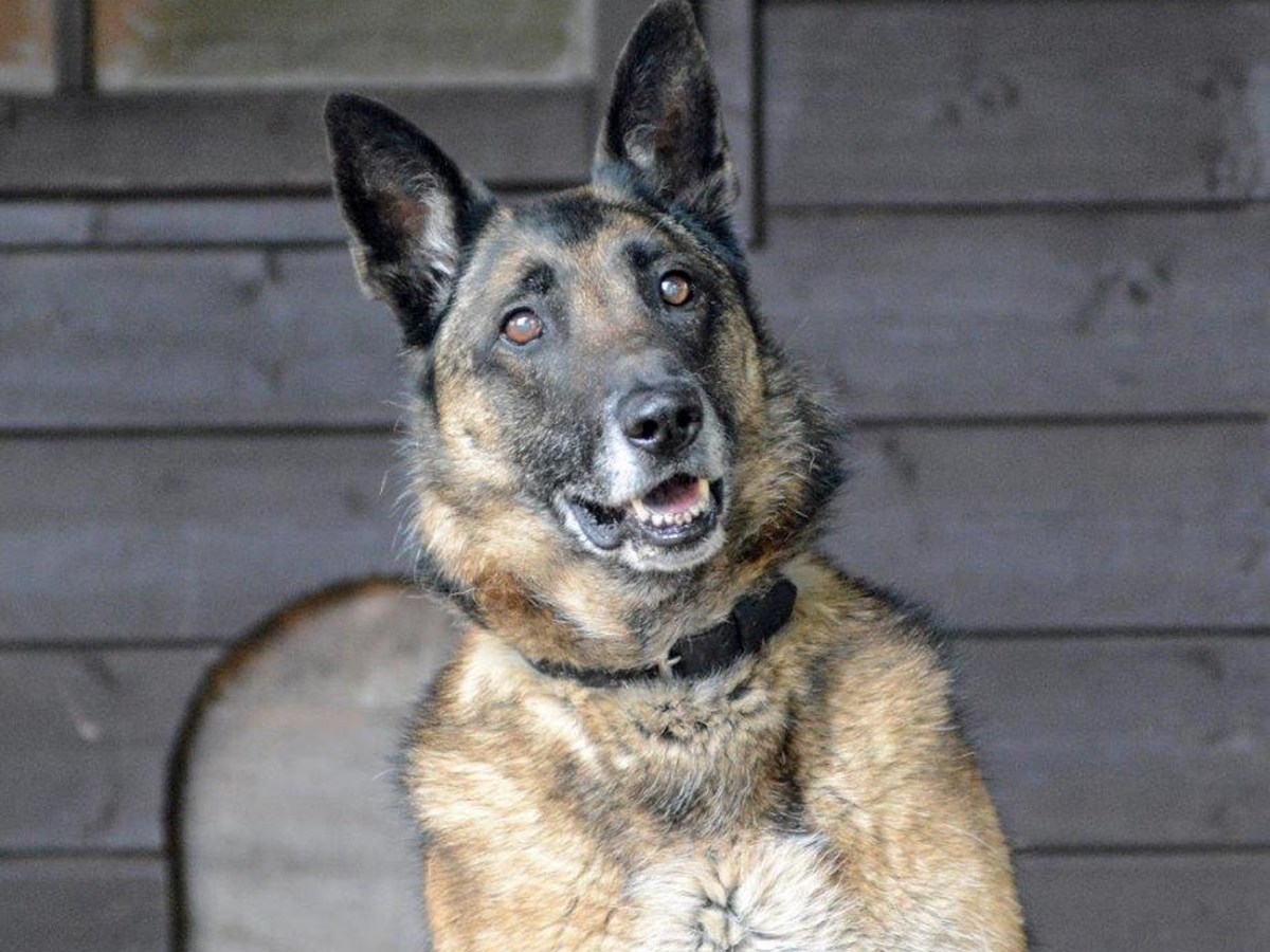 Hund in NRW findet neues Zuhause – doch nur einen Tag später nimmt das Drama seinen Lauf