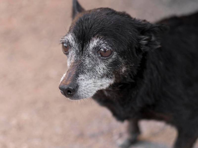 47 Hunde verwahrlosen in NRW-Haus – Tierheim entsetzt: „Bestialisch“
