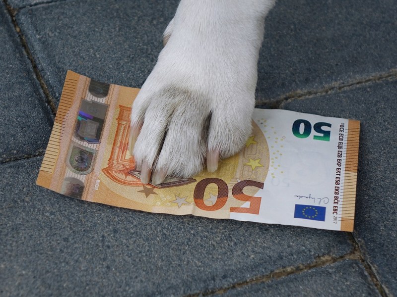 NRW: Mann ohne Hund soll Hundesteuer zahlen – irre, was er nach dem Gerichtsurteil vorhat
