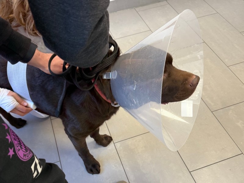 NRW: Familie wegen Hund verzweifelt – jetzt braucht sie deine Hilfe!