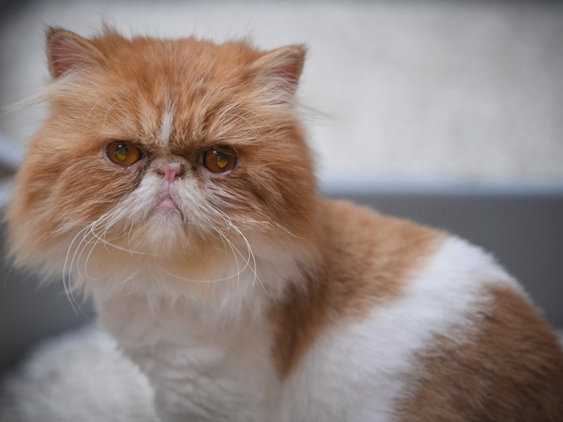 Tierheim Essen lässt Katze röntgen – die Bilder lassen alle verzweifeln