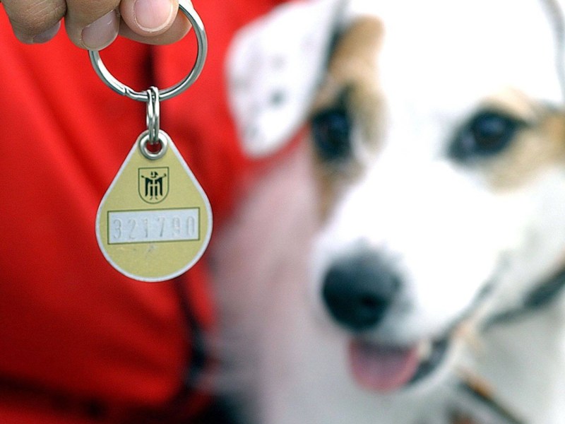 Hunde-Steuer 2025: Hier zahlen Halter über 180 Euro!