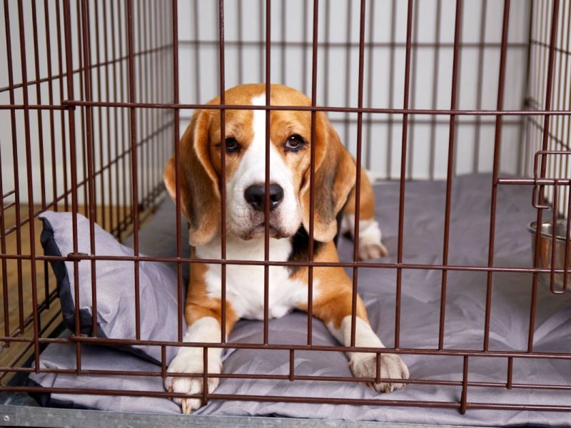 Hund in NRW: Sein Schicksal rührt zu Tränen – „Unvermittelbar“