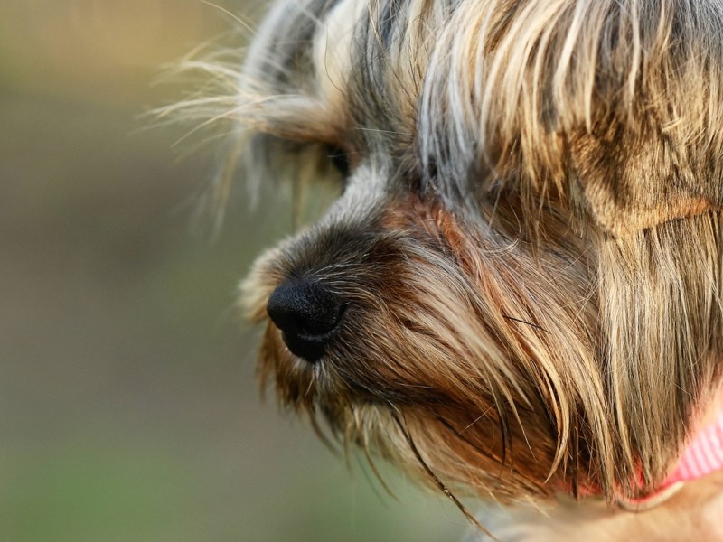 Tierheim in NRW lässt Hund untersuchen – Blick auf den Ultraschall offenbart das Schlimmste