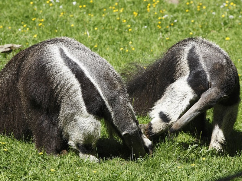 Zoo Dortmund stellt neuen Rekord auf – wenig später stehen Besucher vor verschlossenen Türen