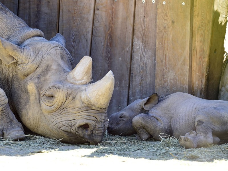 Zoo in NRW filmt Tier-Baby im Gehege – „Gruselig“