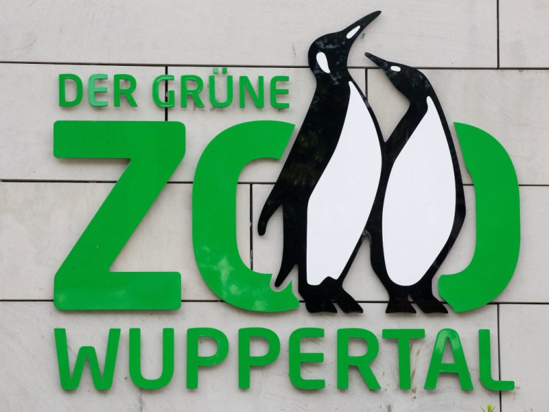 Zoo Wuppertal zeigt Pinguin-Nachwuchs – nach acht Monaten passiert es