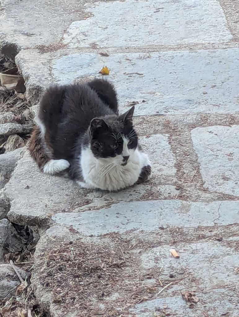 Katze 3