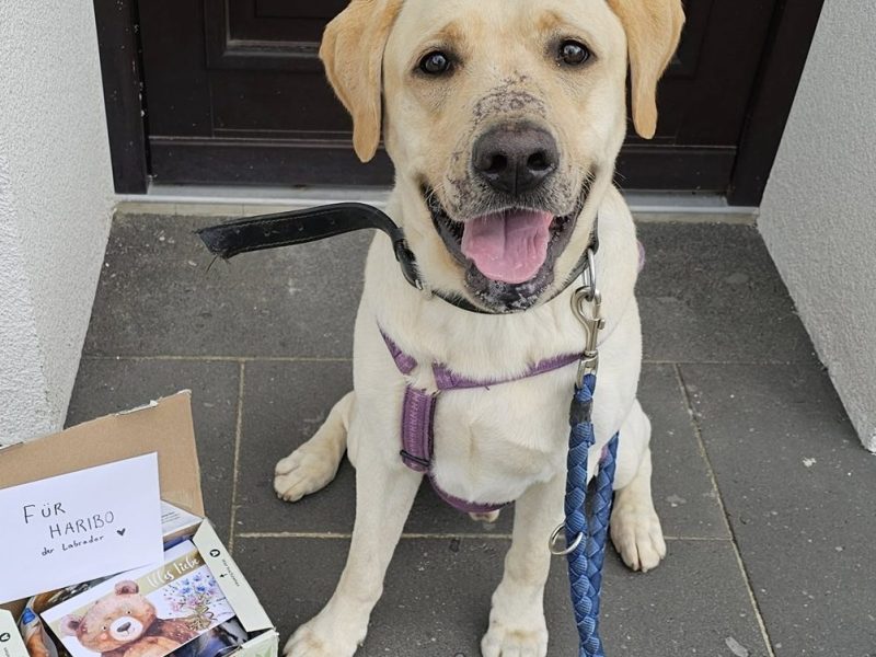 Hund „Haribo“ schwer misshandelt – Tierheim Düsseldorf macht es offiziell