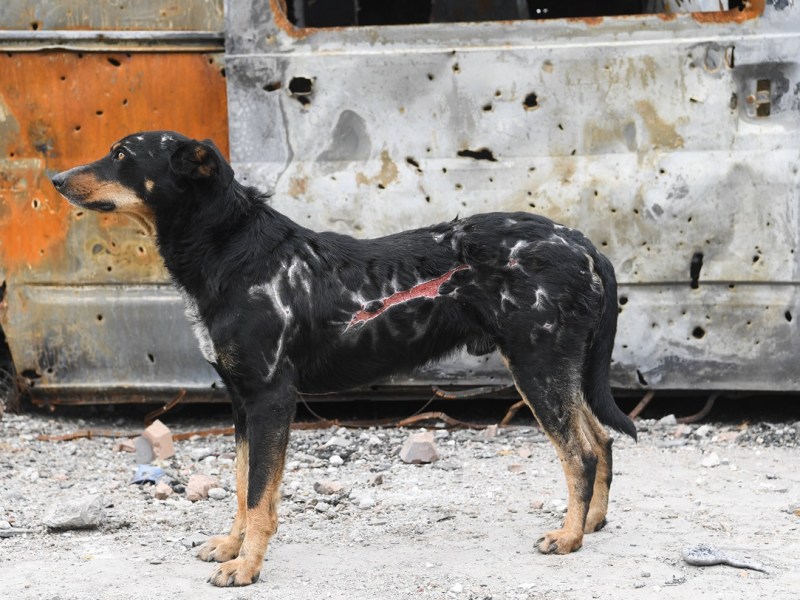 Hund Elpis aus NRW von Besitzer schwer misshandelt! „Nicht zu ertragen“