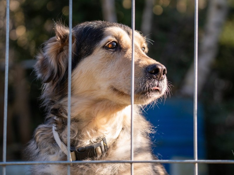 Hund „Ice“ aus NRW-Tierheim mag keine Menschen – im Zwinger passiert es