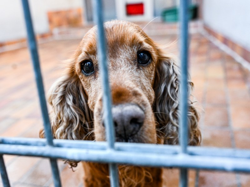 Tierheim in NRW zeigt schlimmes Bild von Hündin Hermine – „Was habe ich verbrochen?“