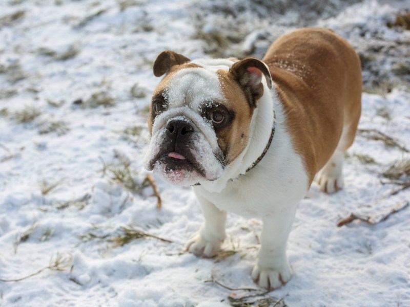 Hund „Henk“ kämpft seit Monaten ums Überleben – NRW-Tierheim verzweifelt!