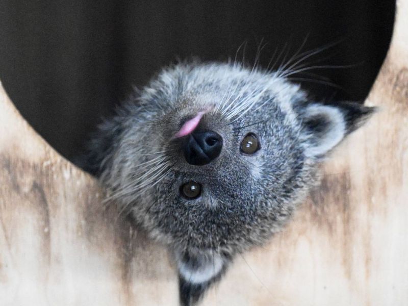 Besucher nehmen im Zoo Dortmund Popcorn-Geruch war – es lauert im Gehege